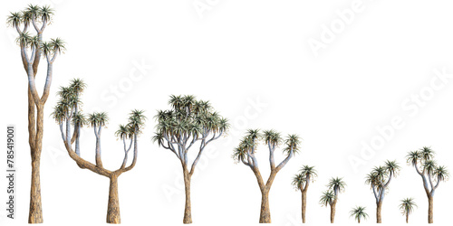3d illustration of set Aloe pillansii tree isolated on transparent background