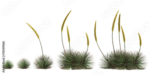 3d illustration of set Agave stricta bush isolated on transparent background photo