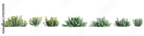 3d illustration of set Euphorbia rigida bush isolated on transparent background photo