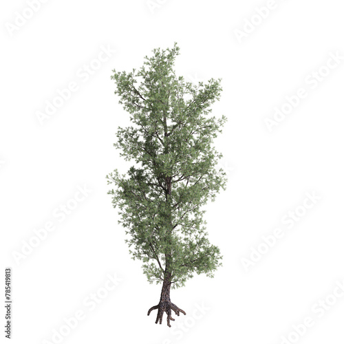 3d illustration of Pinus monophylla tree isolated on transparent background photo
