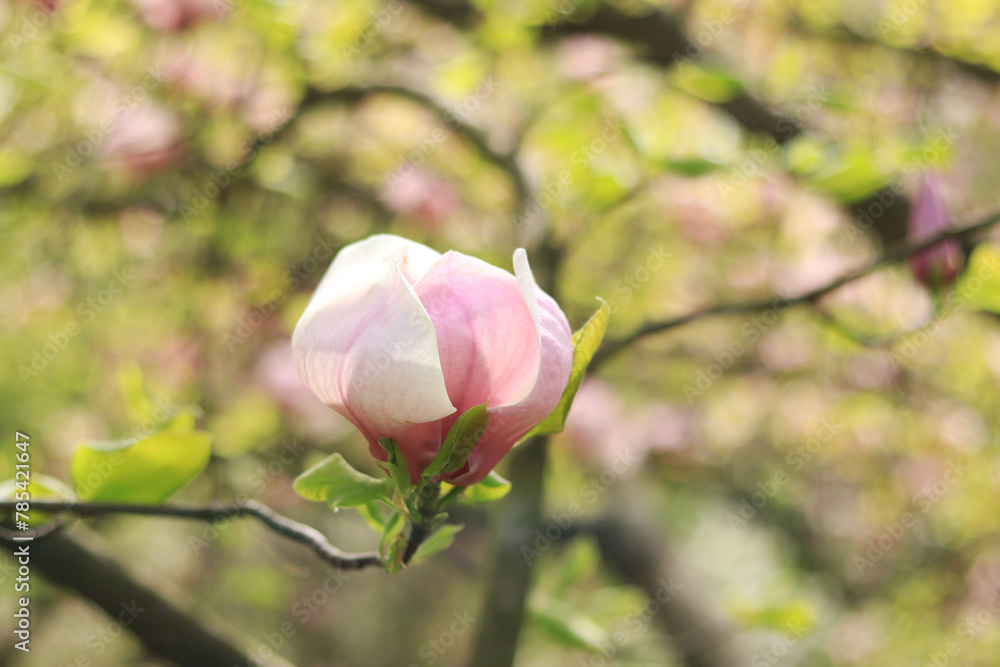 Pink magnolia flowers close up. Blooming tree in spring. Magnolia flowers on a branch. Natural spring background with beautiful flowers. Elegant and delicate flower Pink magnolia flowers close up. Blooming tree in spring. Magnolia flowers on a branch. Natural spring background with beautiful flowers. Elegant and delicate flower