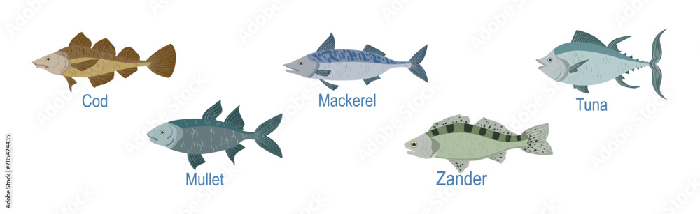 Fototapeta premium Freshwater Fish Side View with Name Inscription Vector Set