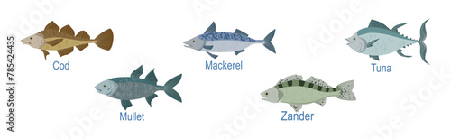 Freshwater Fish Side View with Name Inscription Vector Set