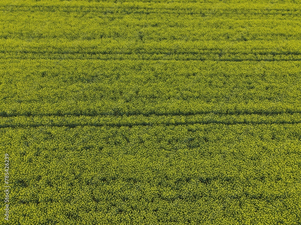 Aerial view of rapeseed field Aerial view of rapeseed field