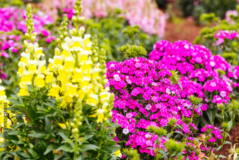 Obraz premium Dianthus Jolt Flowers in Australia