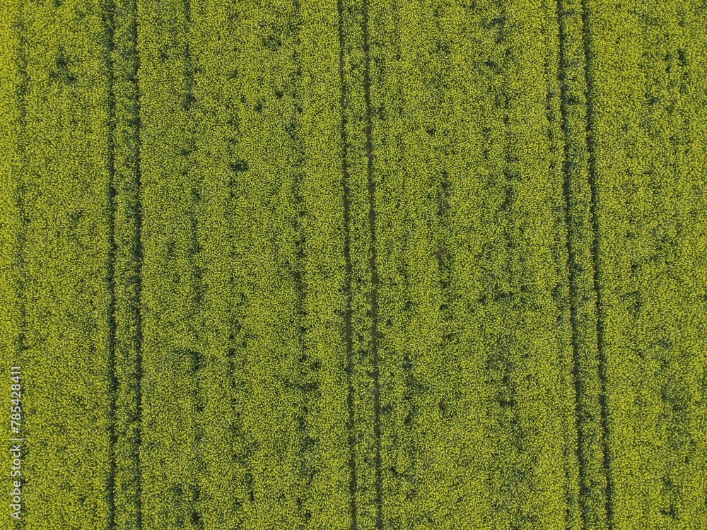 Aerial view of blooming rapeseed field Aerial view of blooming rapeseed field