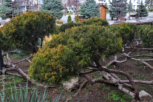 Nivaki, juniper bonsai, urban landscaping photo