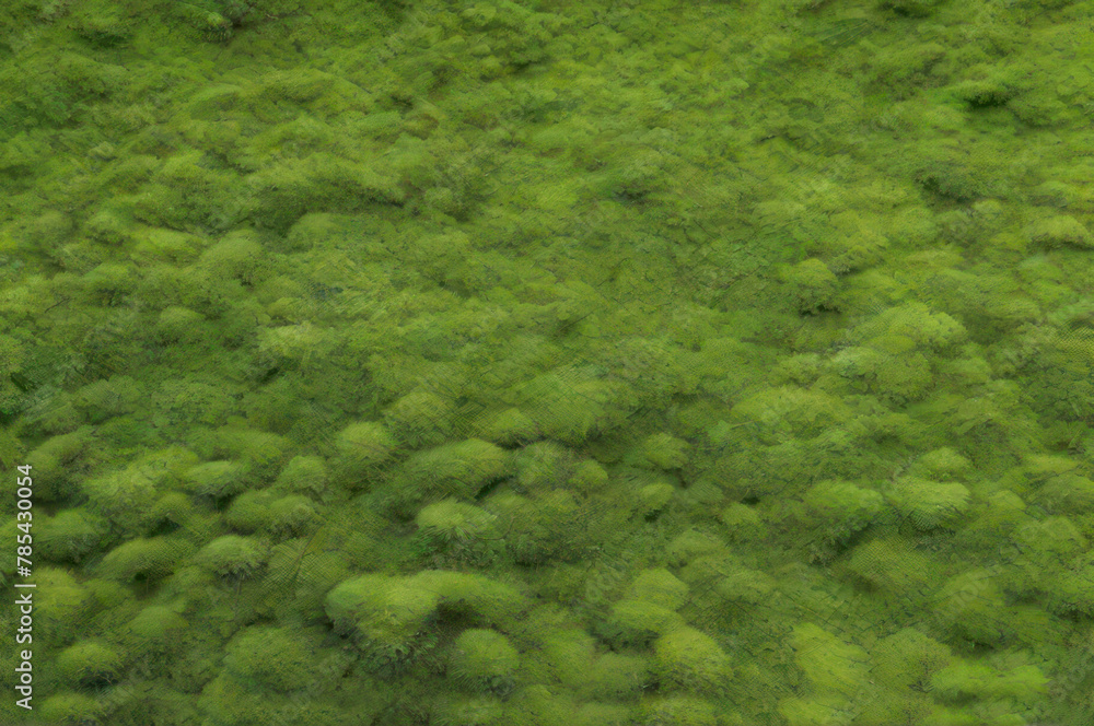 green forest  moss background