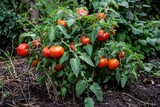 Tomato Plants. Growing Ripe Tomatoes in an Outdoor Garden in England, UK