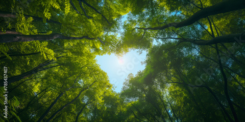 Enchanting Canopy Heart - View of Forest Treetops Framing the Sky