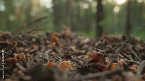 Wallpaper Mural Soft focus of forest undergrowth with the morning sun creating a bokeh effect Torontodigital.ca