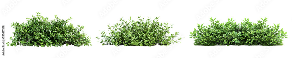 Obraz premium Set of green bush isolated on white