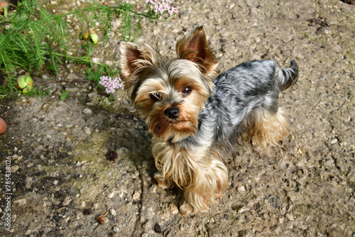 Yorkshire terrier during a walk in nature