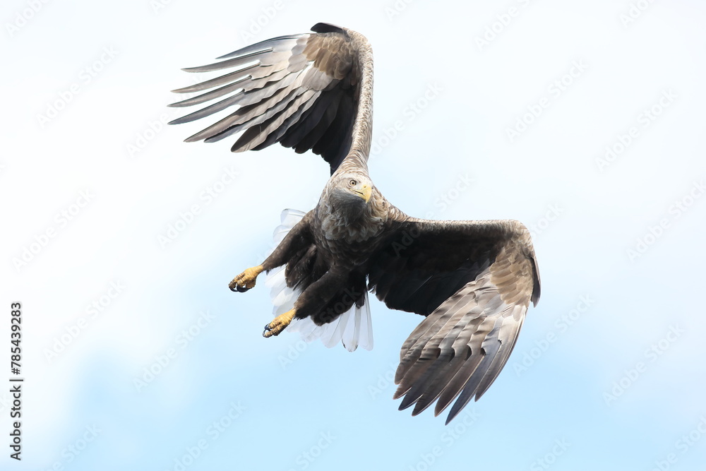 Fototapeta premium White-tailed eagle (Haliaeetus albicilla) is a large bird of prey, widely distributed across temperate Eurasia. This photo was taken in Japan.