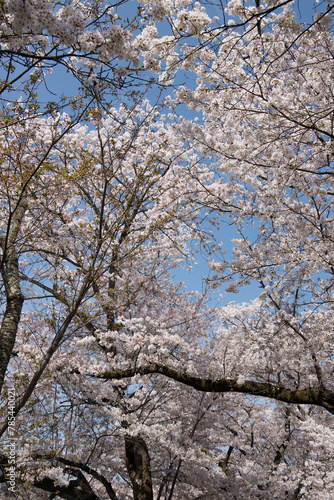 Wallpaper Mural sakura Torontodigital.ca