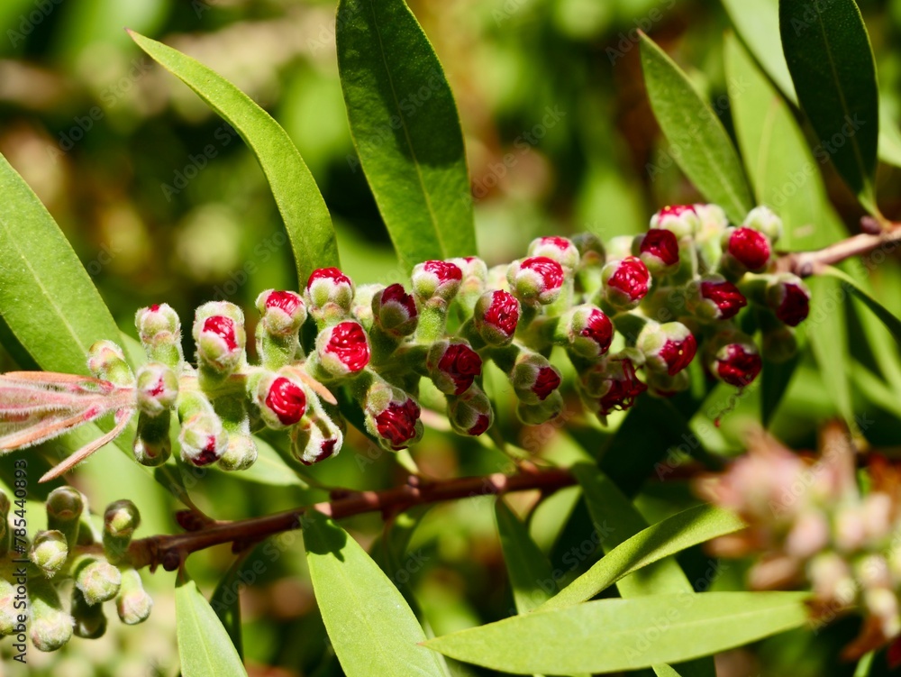 The common red bottlebrush, crimson bottlebrush, or lemon bottlebrush (Melaleuca citrina, formerly Callistemon citrinus) flowering, Spain The common red bottlebrush, crimson bottlebrush, or lemon bottlebrush (Melaleuca citrina, formerly Callistemon citrinus) flowering, Spain