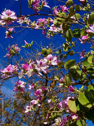 Flowers of Hong Kong orchid tree, Hong Kong orchid or bauhinia  (Bauhinia × blakeana), Spain