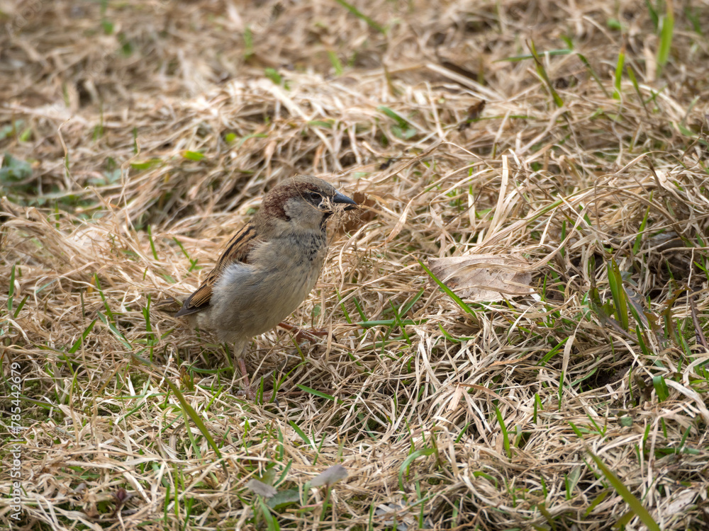 sparrow collects dry grass in spring sparrow collects dry grass in spring