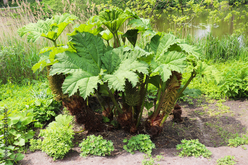 large herbaceous plant gunnera in a spring park on the shore of a lake
 photo