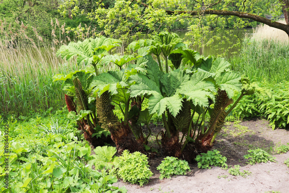 large herbaceous plant gunnera in a spring park on the shore of a lake
