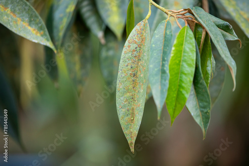 Durian disease ,in the durian garden