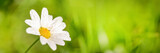 Close up of a daisy with dew drops, green panoramic background, spring and summer web banner with copy space
