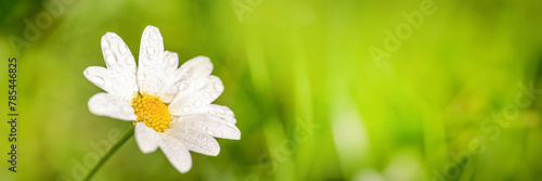 Close up of a daisy with dew drops, green panoramic background, spring and summer web banner with copy space © Delphotostock