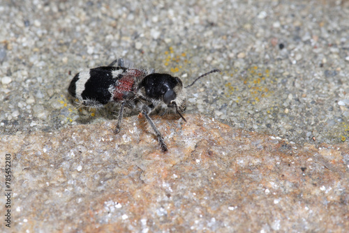 Le grand clairon est un  Coléoptère prédateur très coloré  (Clerus mutillarius) photo