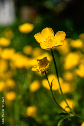 Buttercup or creeping buttercup in a garden in spring, ranunculus repens © Reflexpixel