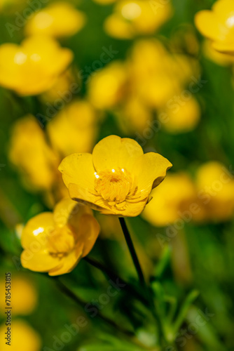 Fototapeta Naklejka Na Ścianę i Meble -  Buttercup or creeping buttercup in a garden in spring, ranunculus repens