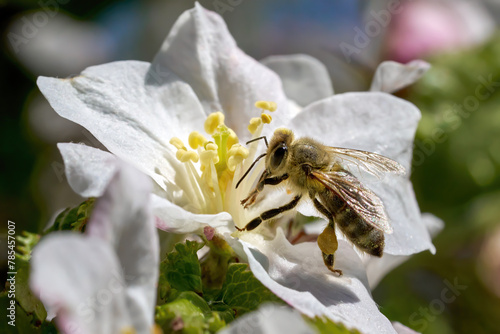 Biene sammelt Pollen auf einer Apfelblüte - Westliche Honigbiene (Apis mellifera) in Baden-Württemberg, Deutschland