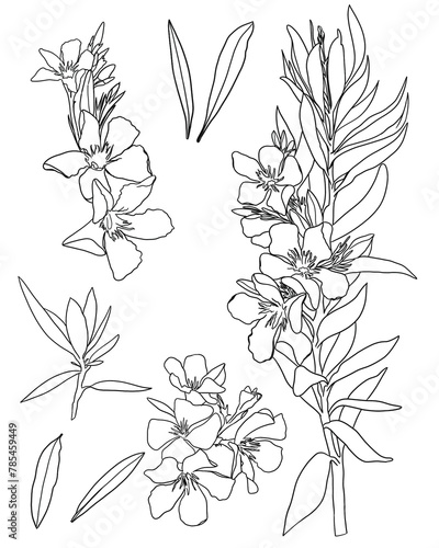 branch of a oleander doodle and leaves