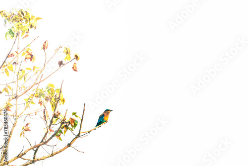 A colourful Kingfisher bird sitting on a branches of tree
