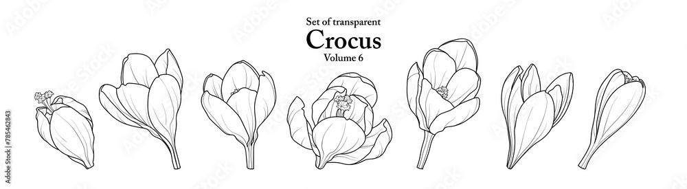 A series of isolated flower in cute hand drawn style. Crocus in black outline on transparent background. Drawing of floral elements for coloring book or fragrance design. Volume 6. A series of isolated flower in cute hand drawn style. Crocus in black outline on transparent background. Drawing of floral elements for coloring book or fragrance design. Volume 6.