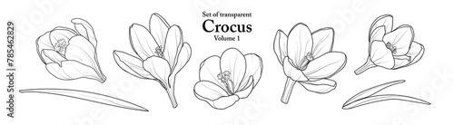 A series of isolated flower in cute hand drawn style. Crocus in black outline on transparent background. Drawing of floral elements for coloring book or fragrance design. Volume 1.