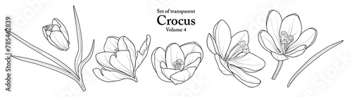 A series of isolated flower in cute hand drawn style. Crocus in black outline on transparent background. Drawing of floral elements for coloring book or fragrance design. Volume 4.