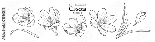 A series of isolated flower in cute hand drawn style. Crocus in black outline on transparent background. Drawing of floral elements for coloring book or fragrance design. Volume 3.