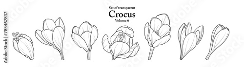 A series of isolated flower in cute hand drawn style. Crocus in black outline and white plain on transparent background. Drawing of floral elements for coloring book or fragrance design. Volume 6.