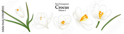 A series of isolated flower in cute hand drawn style. Crocus in vivid colors on transparent background. Drawing of floral elements for coloring book or fragrance design. Volume 4.
