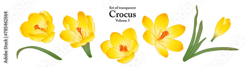 A series of isolated flower in cute hand drawn style. Crocus in vivid colors on transparent background. Drawing of floral elements for coloring book or fragrance design. Volume 3.