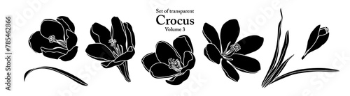 A series of isolated flower in cute hand drawn style. Silhouette Crocus on transparent background. Drawing of floral elements for coloring book or fragrance design. Volume 3.