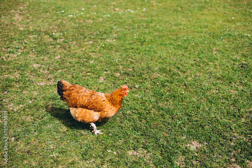 Photos Free range chicken on a lawn pecking the ground outside a farm