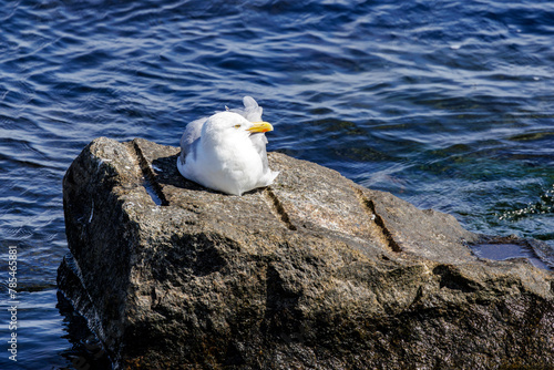 Mittelmeermöve auf Sterin photo