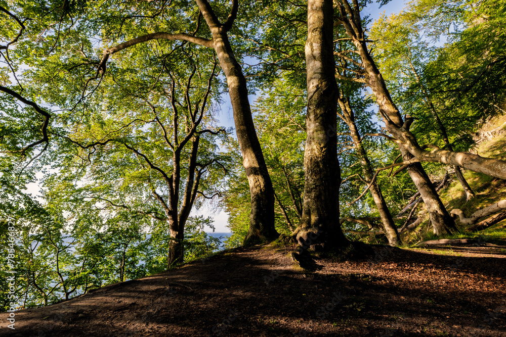 Fototapeta premium Bäume in der Morgensonne