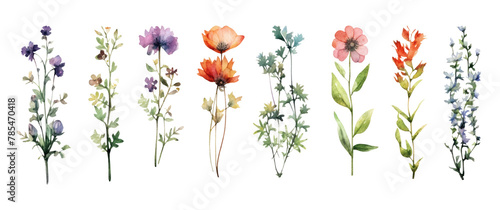 Watercolor wildflowers floral illustration - summer flower, blossom, poppies, chamomile, dandelions, cornflowers, lavender, violet, bluebell, clover, buttercup. Generative AI
