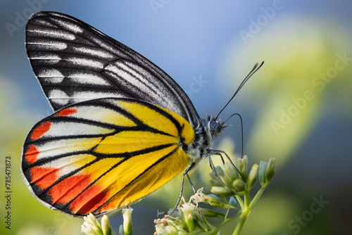 Painted Jezebel colorful butterfly gathering pollen photo