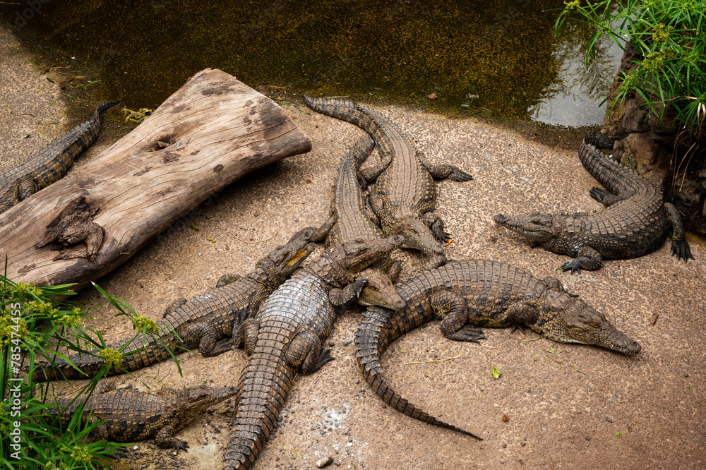 A group of crocodiles are laying on the ground near a log. The scene is peaceful and calm