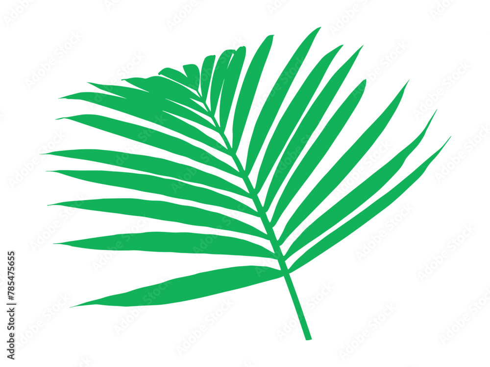 Coconut Leaf Tropical Leaves Illustration
Coconut Leaf Tropical Leaves Illustration
