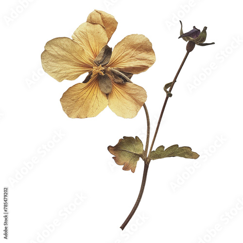 Elegant Yellow Pressed Flower With Leaves photo