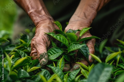 Tranquil tea picking scene, workers harvesting leaves on sunny plantation.
